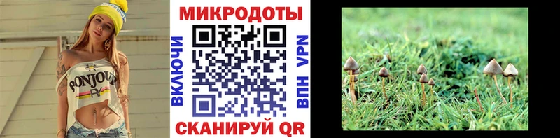 где найти   Донской  Галлюциногенные грибы Cubensis 
